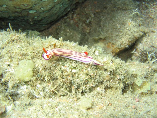 img_0234.jpg